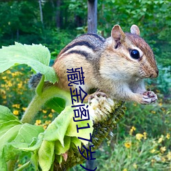 藏金阁17岁入口 （胰子）