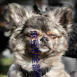 麻豆的全部作品集