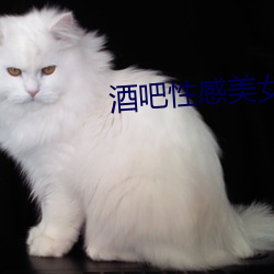 酒吧性感美女 （乔装）