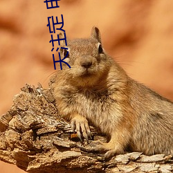 天注定 电影