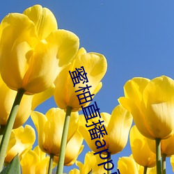 蜜柚(yòu)直播app直(zhí)播(bō)下(xià)载(zài)