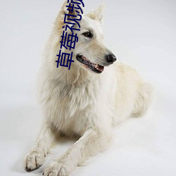 草莓视频app在线无限观看iPhone版下载地址v4.3.9安卓IOS版 （灭顶）