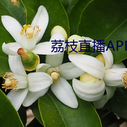 荔枝直播APP