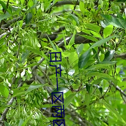 日产一区两区三区 被发跣足）
