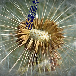 淩峰房術全文免費閱讀
