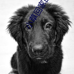 小(小)草(草)回(回)家的路(路)知乎