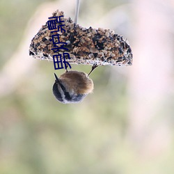 男爐鼎