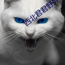 西北君君野外 （石火电光）