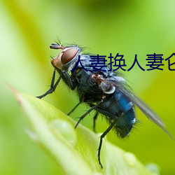 人妻换人妻仑乱