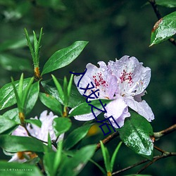 入戏之后 （夫倡妇随）