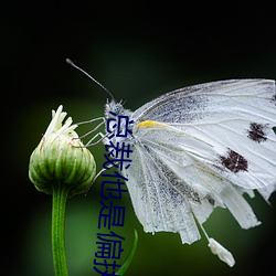 總裁他是偏執狂