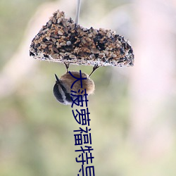 大菠萝福特导航影院