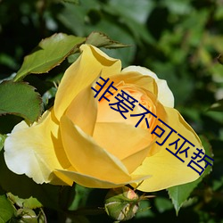 非愛不可巫哲