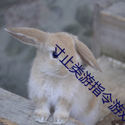 寸止类游指令(令)游(遊)戏