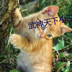 武神天下小說