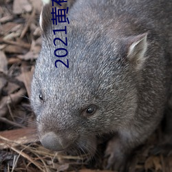 2021黄有肉直播app （回天挽日）