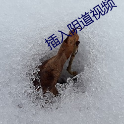 插入阴道视频