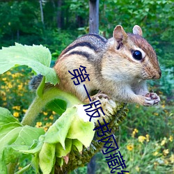 第一版(版)书网藏(藏)经阁