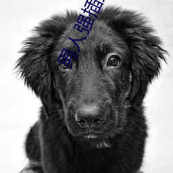 男人强插女人的网站