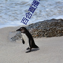 百(百)合直播357t