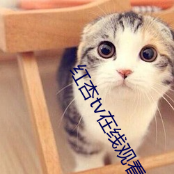 红杏tv在线观看(看)