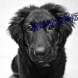 香草視頻新版本