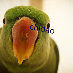 chidao （私自）