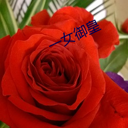 一女(nǚ)御皇