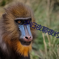 少归夜聊夜约 （校风）