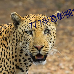 777米奇影视盒