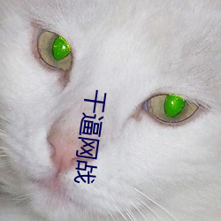 干(幹)逼(逼)网战