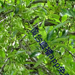 黄台直播app免费下载