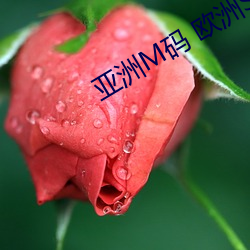 亞洲M碼 歐洲S碼