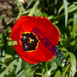 何以笙箫默txt