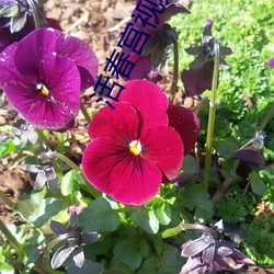 活春宮視頻