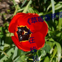 《草(cǎo)莓香蕉樱(yīng)桃黄瓜丝瓜榴莲绿巨人在线寓目(kàn)