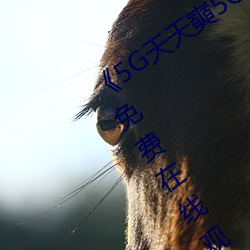 《5G天天奭5G多人运在线观看》完整版免费在(zài)线观看