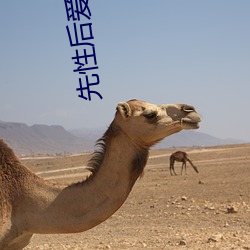 先性后爱(愛)电(電)影