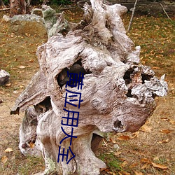 黄(huáng)应用(yòng)大(dà)全