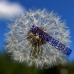 狠狠躁狠狠躁