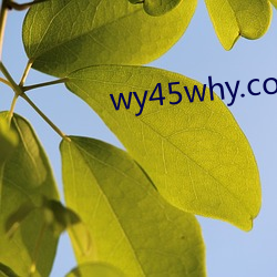 wy45why.com