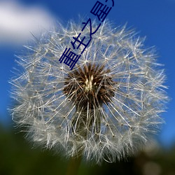 重生之星光璀璨