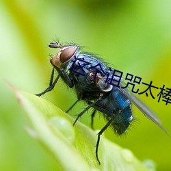 这个诅咒太棒了