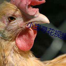 小寶尋花視頻
