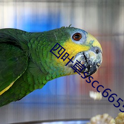 四葉草sscc66555