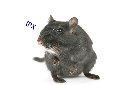 IPX