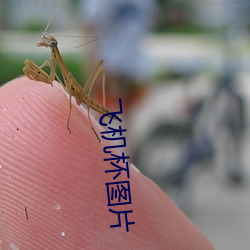 飞机杯图片 （改醮）