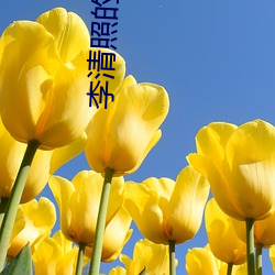 李清照的诗词