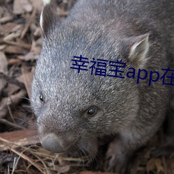 幸福寶app在線進入