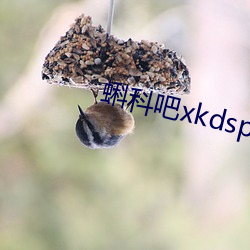 蝌科吧xkdsp下载大全黄